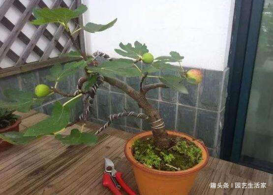 无花果|1种水果不用买,剪个枝条插土里就活,1年结果,常吃远离癌细胞