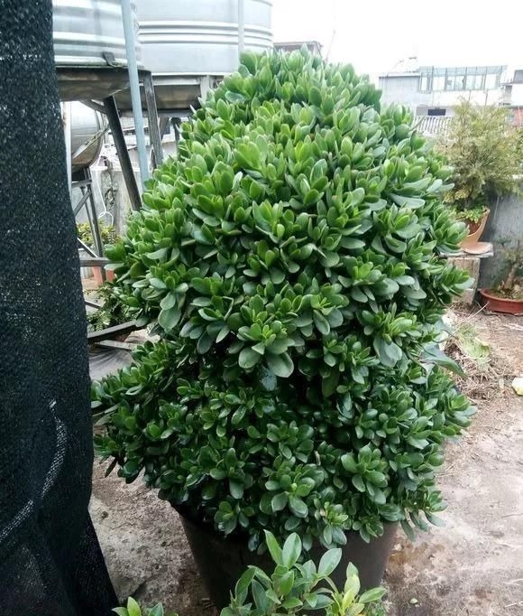 4种花现在还不能多浇水，少浇水反而长得旺，非常适合懒人盆栽