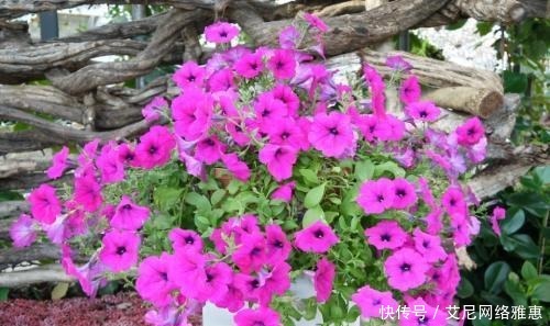 出更多|还在羡慕别人家的花草?养这些花让别人羡慕你!