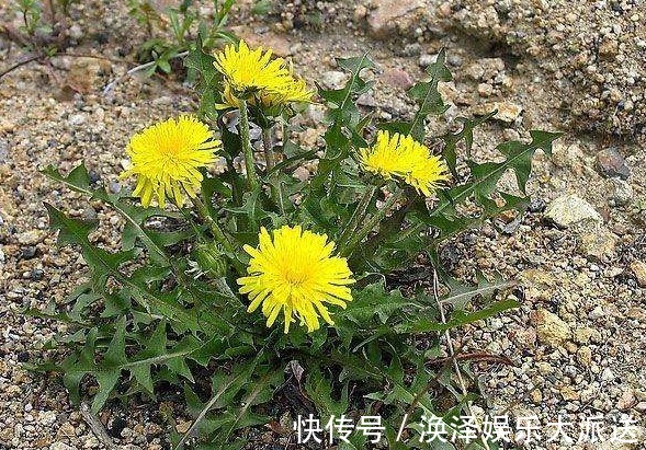 野菜|农村见到4种“野菜”,摘回家做菜吃,营养不输苹果香蕉