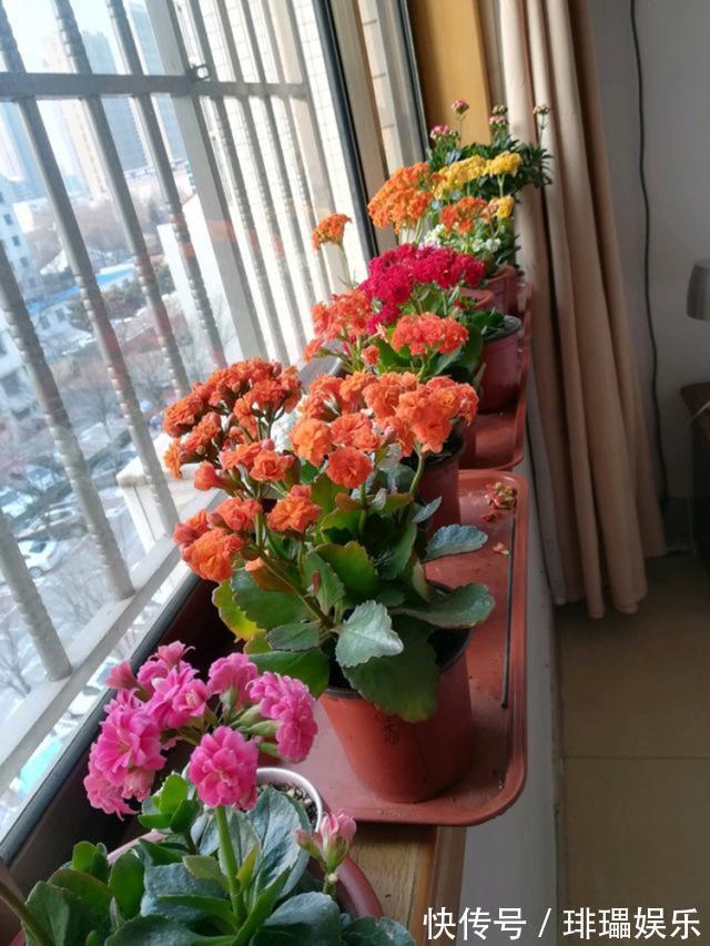 家里常扔的一种“皮”,水里泡一泡,浇花响当当,叶片肥壮花儿旺