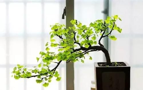 选材、造型、养护管理，“三步曲”透露银杏盆景的制作诀窍！