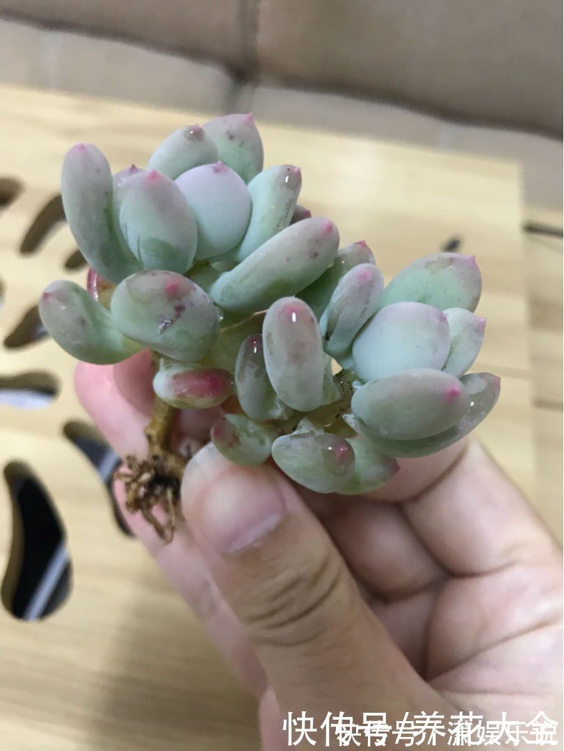 刚买的多肉，根部剪一刀，才能越长越旺盛