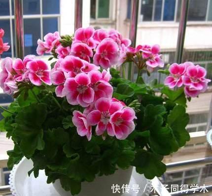 3种漂亮花,好养好看花期长,新手越养越上瘾,是阳台盆栽佳品!