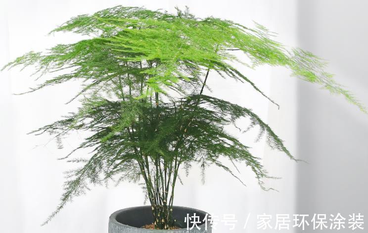 文竹|文竹夏季想要长得油绿旺盛,养护技巧很重要,这3点你要了解