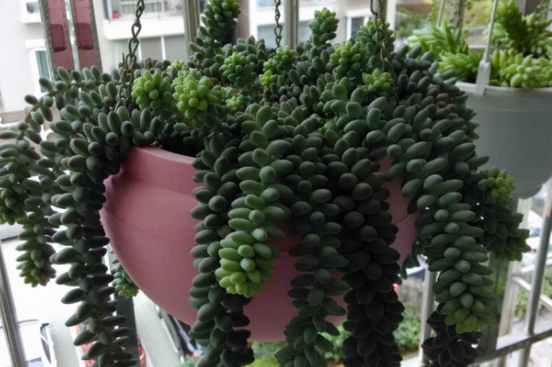 解析多肉养殖技巧:如何将玉缀“小苗”养成“瀑布”?