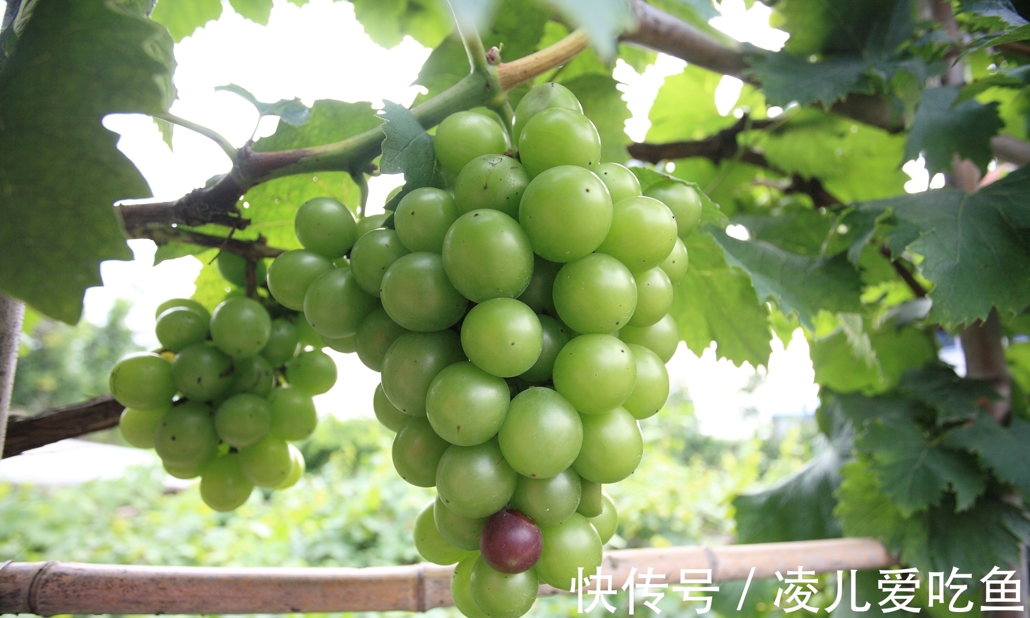 野芳|七律/初秋/无边草木入秋荒,独有幽丛送暗香