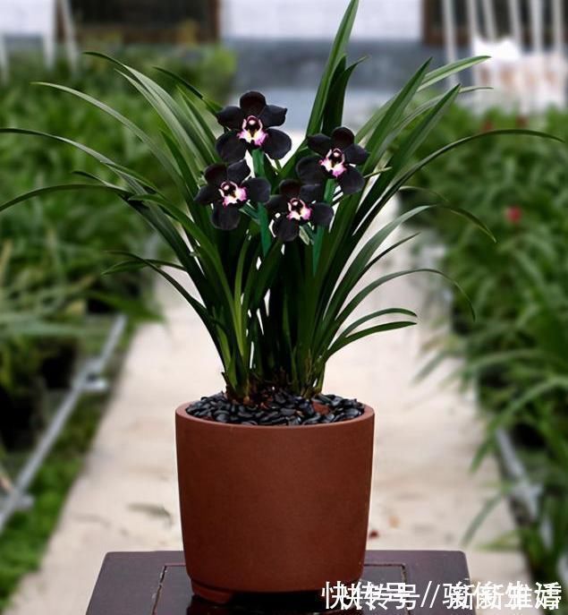 猎奇花友必备的兰花“黑雪姬”，花色神秘，花大浓香，好养易活