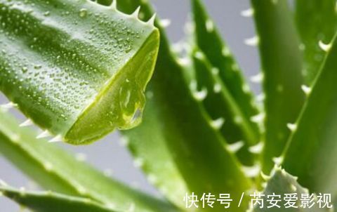 牙膏|蚊子咬了怎么消肿止痒最快?教你7个小妙招