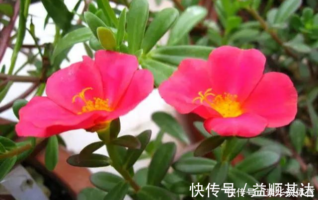 垂盆草|养花技巧6种花扔土里就能活，养死了算你厉害
