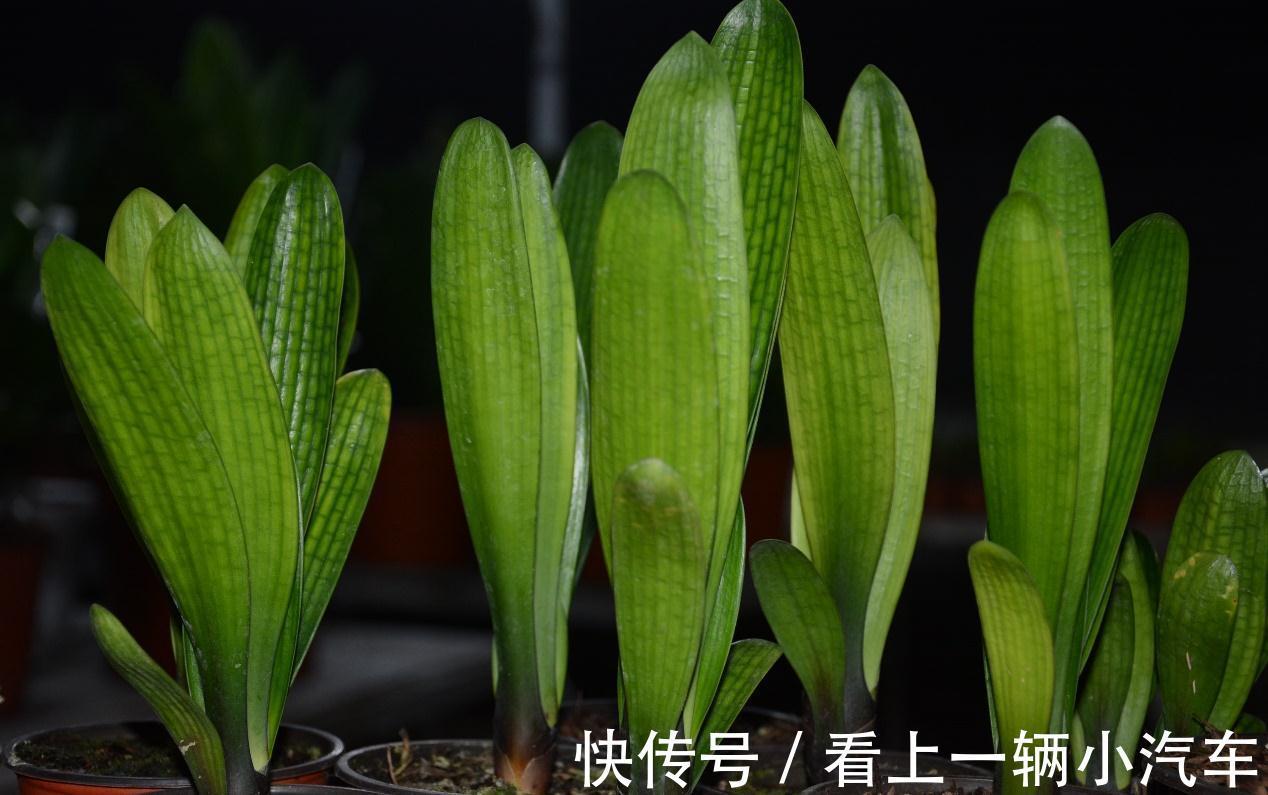 百花“珍品”君子兰，盆栽期间该注意什么？