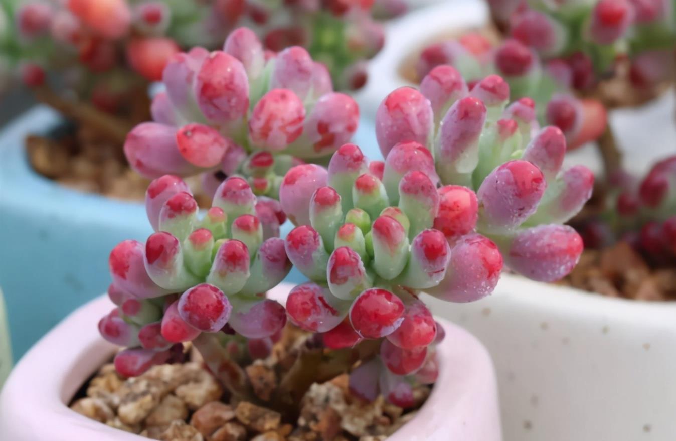 多肉植物|养多肉每次浇水花盆都漏土,教你4个防漏土的方法,简单又好用