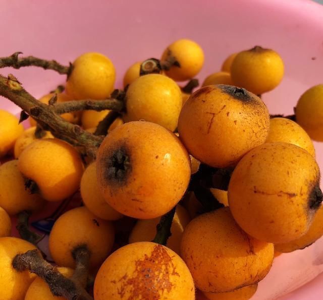 果肉|枇杷好吃又养生,里面的核埋土里,几天就发芽成苗