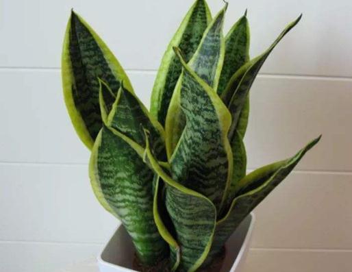 养好虎皮兰,一天一点“黑渣”不能少,新芽一钻就10个,盆盆爆