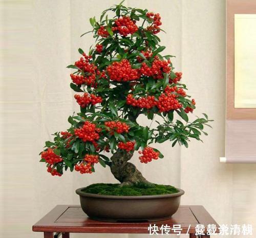3种盆栽,再贵也要养一盆,树上挂满红果子,寓意吉祥又好养