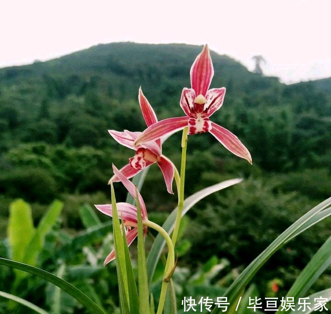 养兰花总是乱浇水盆面铺上翠云草，好看又能管住手，浇水好轻松