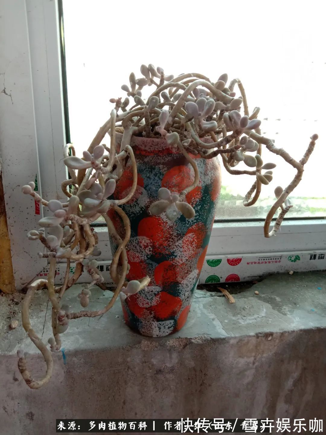 红稚莲|多肉度个夏,回到解放前!曾经有多美,现在就有多丑!