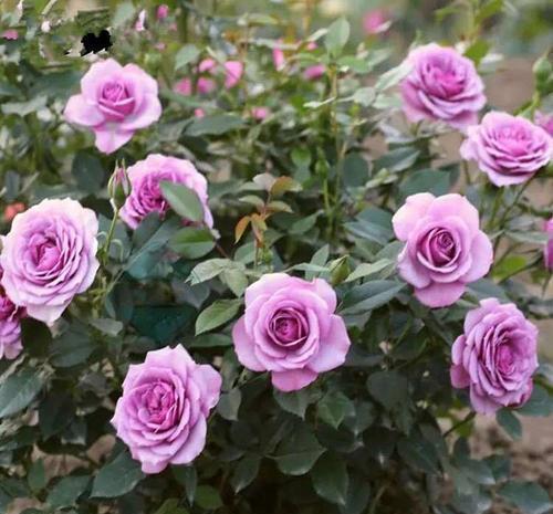 春天|想要月季花开出“繁花”景象,这几件事要做好,5分钟学会!