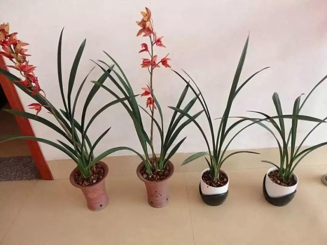 扦插|不用扦插,养花1盆变10盆,把根一掰,成活率翻倍!