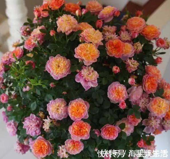 品种|喜欢养花就盆栽月季,此款花期长、易爆盆,一株苗开出多色花