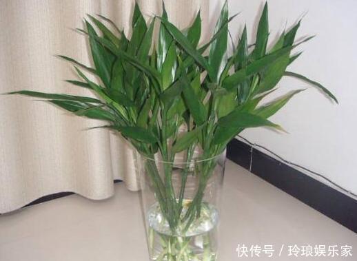 养护|这4种花，“大胆”浇水长得更好，水越多根越旺，开花你就赚了！