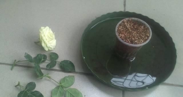 学会这种扦插法，2周生根，插什么活什么，太简单了！