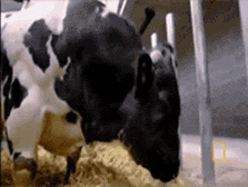 |搞笑段子王：别人坐电梯是站着上的，为何这位兄弟非要躺着上去呢