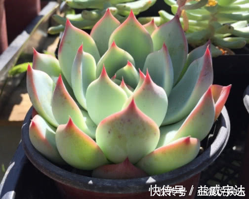 多肉林赛怎么养更紧凑教你3个小妙招,养出叶片红润饱满的林赛