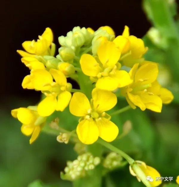 花儿|白菜花儿(散文)