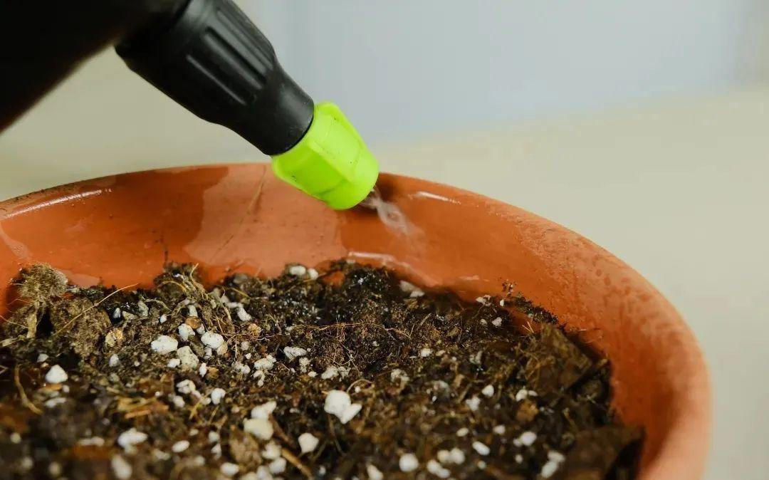 1种花不能用大盆,盆越小,水越少,开花更爆盆!