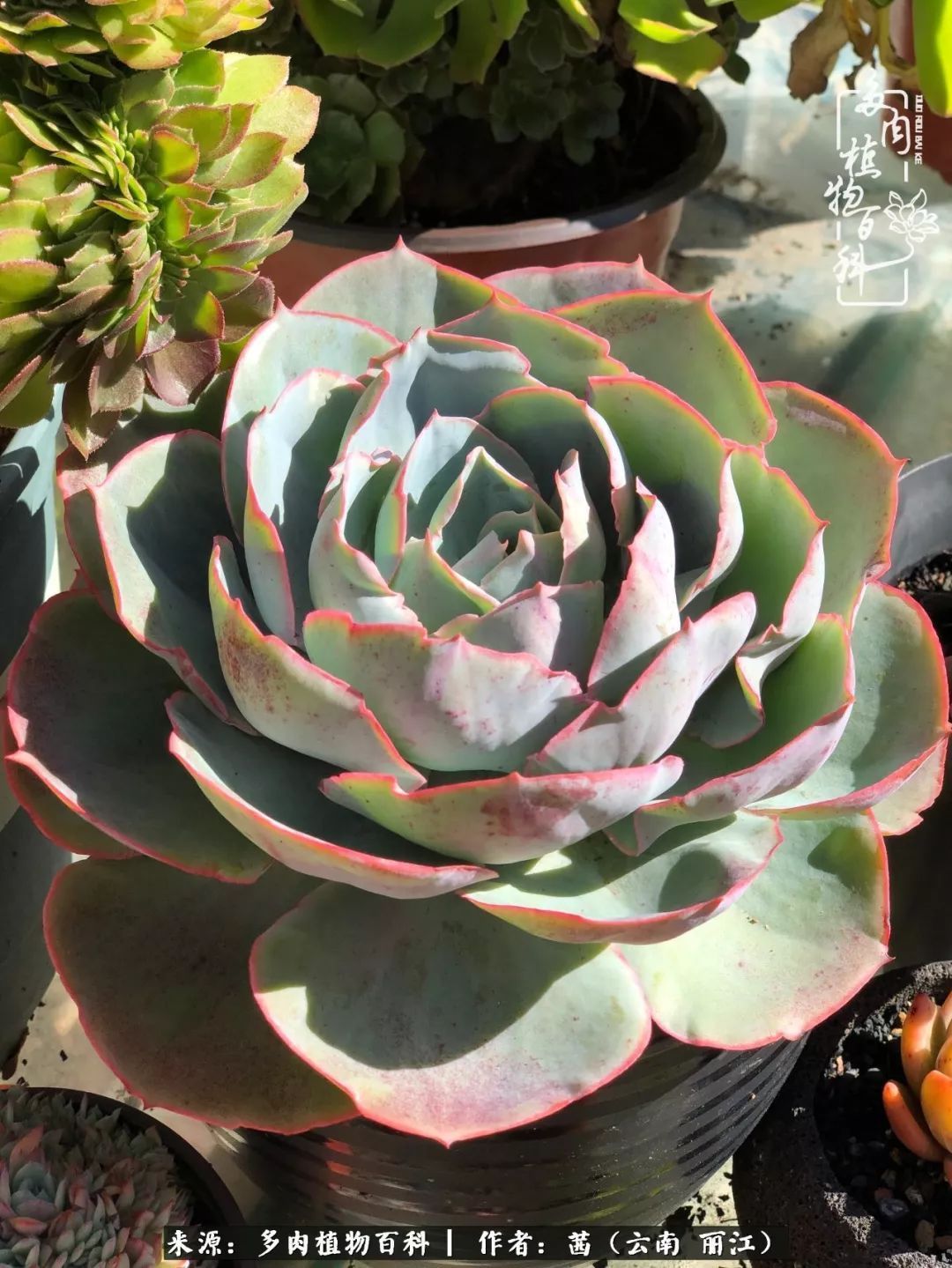 一年四季不同景,一院多肉陪我后半生!