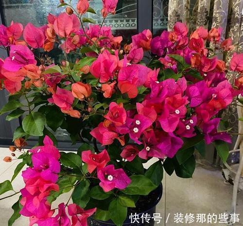叶子|夏天三角梅有“三怕”，难怪只长叶子不开花，做对才能开出群花