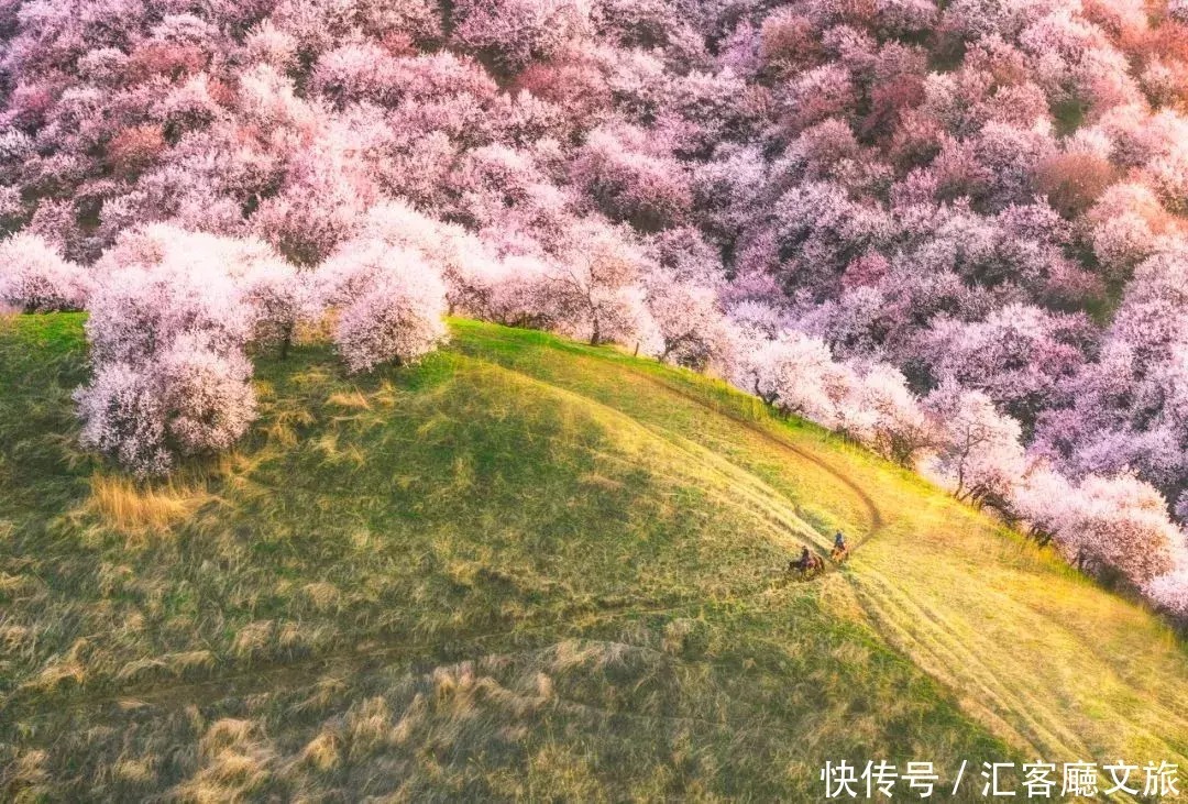 翻雪山穿沙漠，流连异域小镇，寻访新疆烂漫“花火”