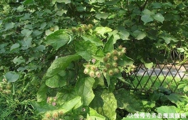 牛蒡根|路邊一種野草，人稱“牛菜”，一點不起眼卻葉、根、果全是寶