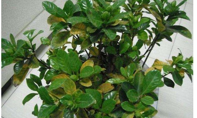 养花一瓶醋,壮根促生长、花多色艳,还能杀虫子、治黄叶!