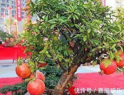 盆栽石榴如何修剪1个修剪小技巧,株型美如盆景,果子多又大