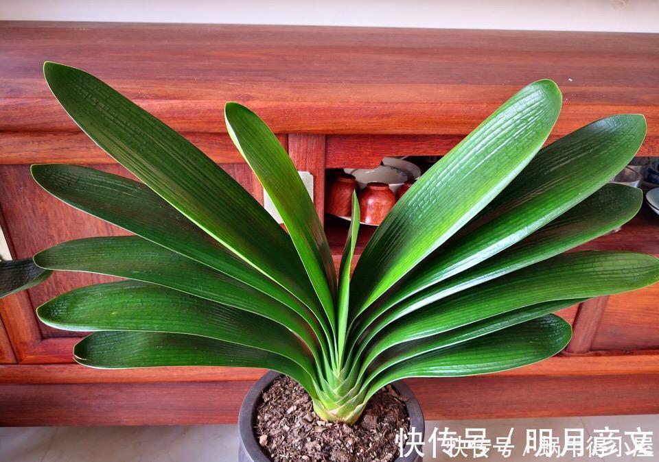 淘米水中加点“料”，成为“万能水”，养花浇一点，啥花都旺