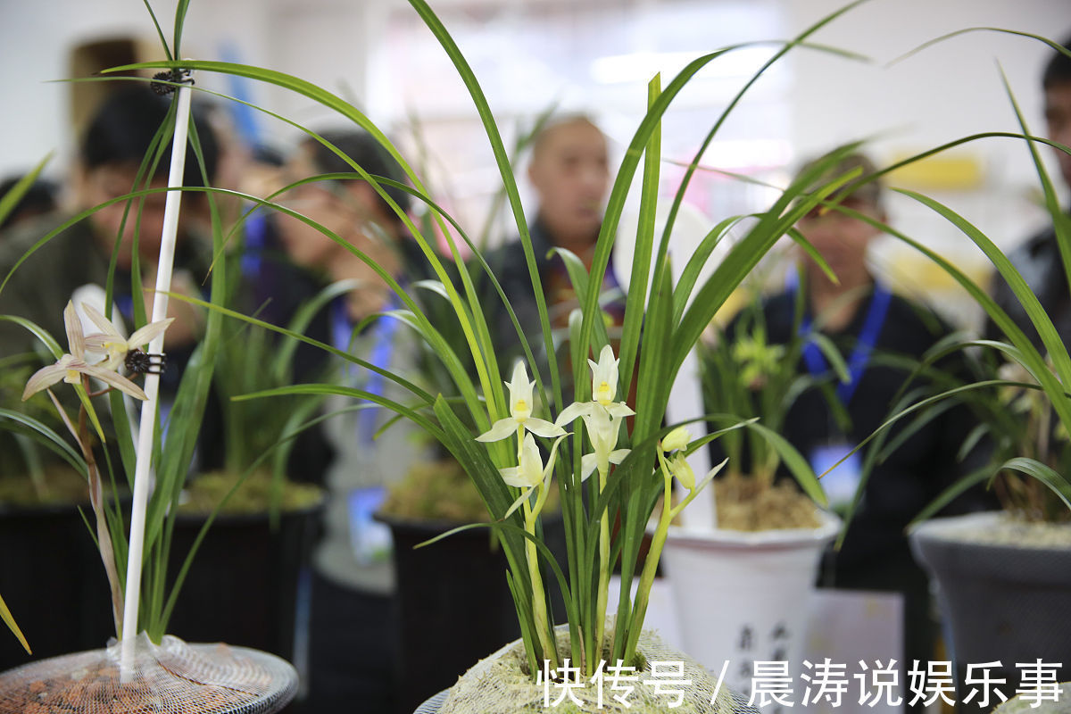 8种“吉祥花”,客厅养一盆,高贵又大气,养人又“旺家”