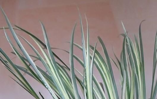 “3种花”一浇水就能活,客厅养一盆,花朵一开就成“瀑布”