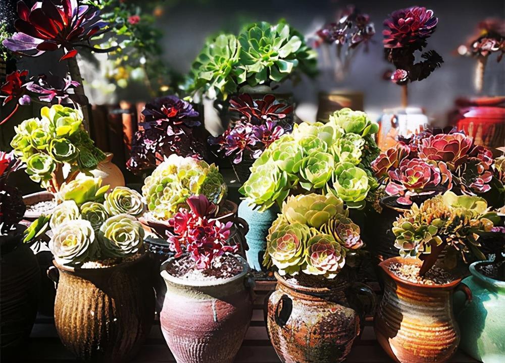 2招让多肉法师“大爆头”,变群生,变老桩,都有好办法