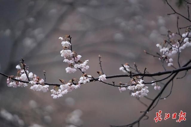 遮天蔽日的山樱花｜图集