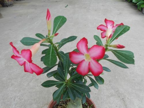 沙漠玫瑰到了花期，怎么尽快开花首先这几点要做好