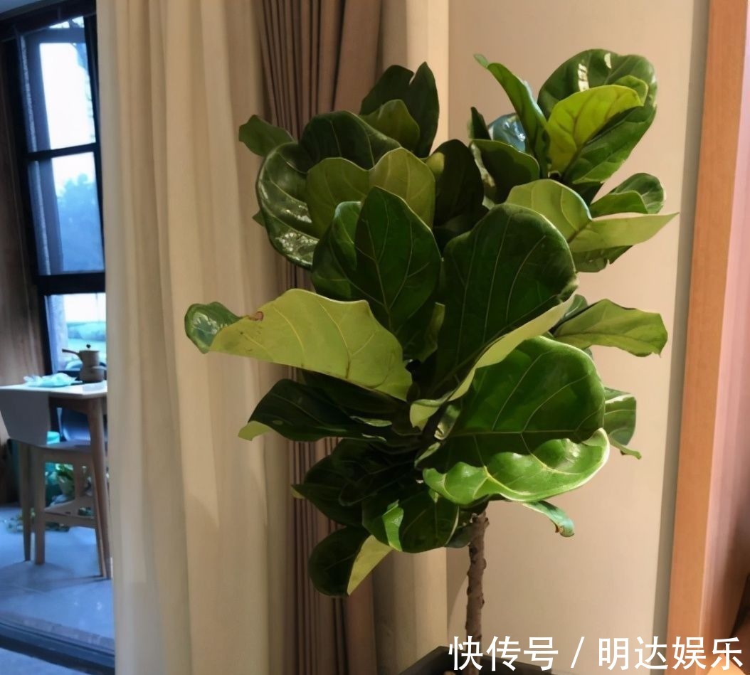 修剪|如果养着这7种花，温度高及时“打顶”，这样才能枝繁叶茂