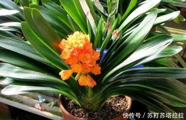 君子兰最爱“吃”这3种零食，老婆在盆里埋上一点，花开爆满盆