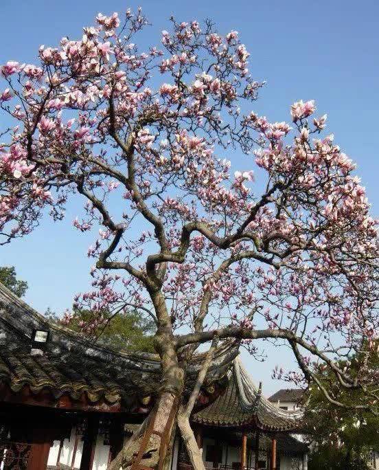 进入3月植树忙,有空地就种“4种树”,能看能吃,越大价值越高