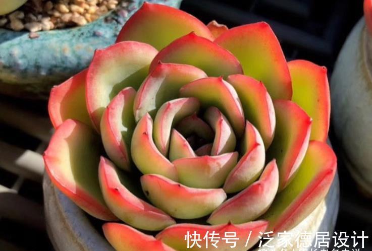 颗粒|平常翠翠红红，出状态之后妖妖艳艳，这种多肉名字还好听，叫晨露