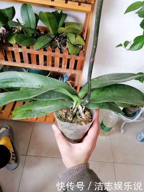 养护|烂根的蝴蝶兰别扔,学会这么做,猛窜花枝,年年都开花