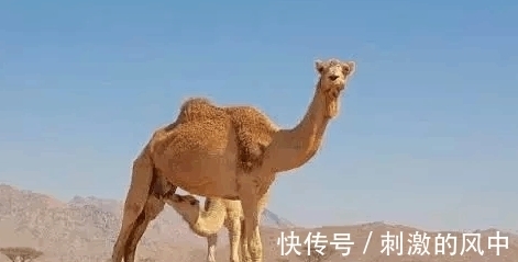世界之大|8个超奇葩的冷知识, 真是“世界之大, 无奇不有”