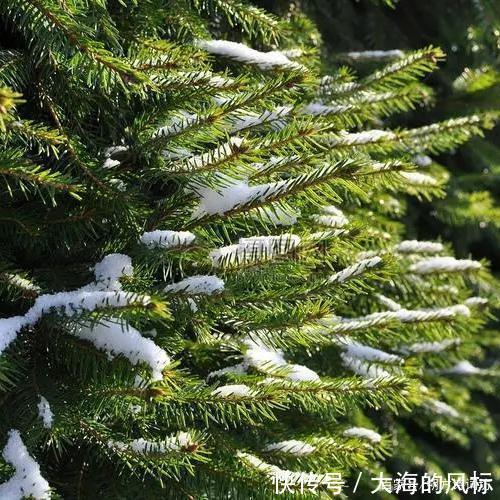 七律@平水韵七律.仲冬晨望.子月晨曦如水清,万柯疏朗黄鸟鸣