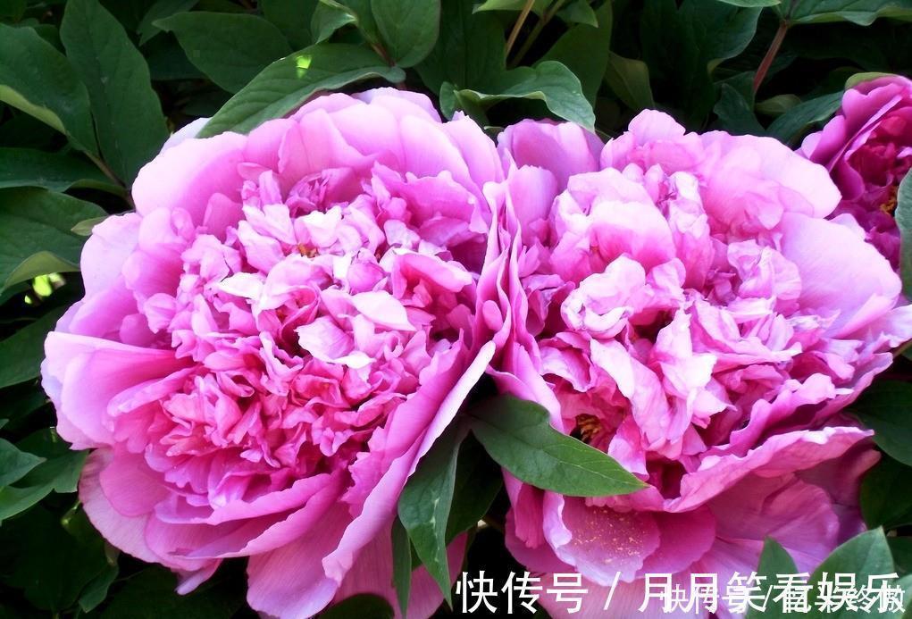 3种花超让人喜欢,植株低矮,花色绚丽,四季开花不停,养护很容易